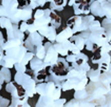 Load image into Gallery viewer, Black Dakota Popcorn