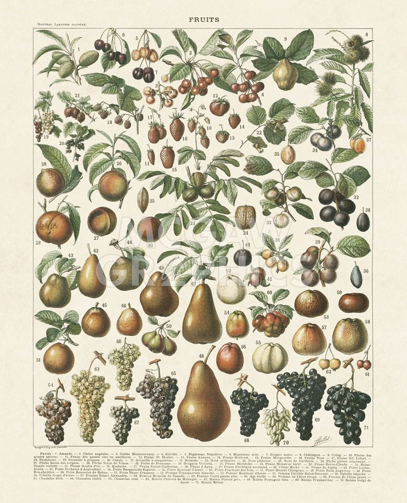 Fruits Lithograph