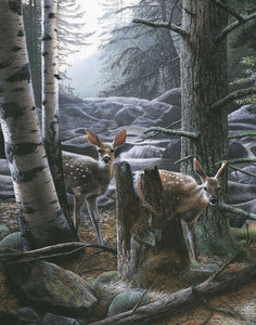 White Tail Fawns Poster