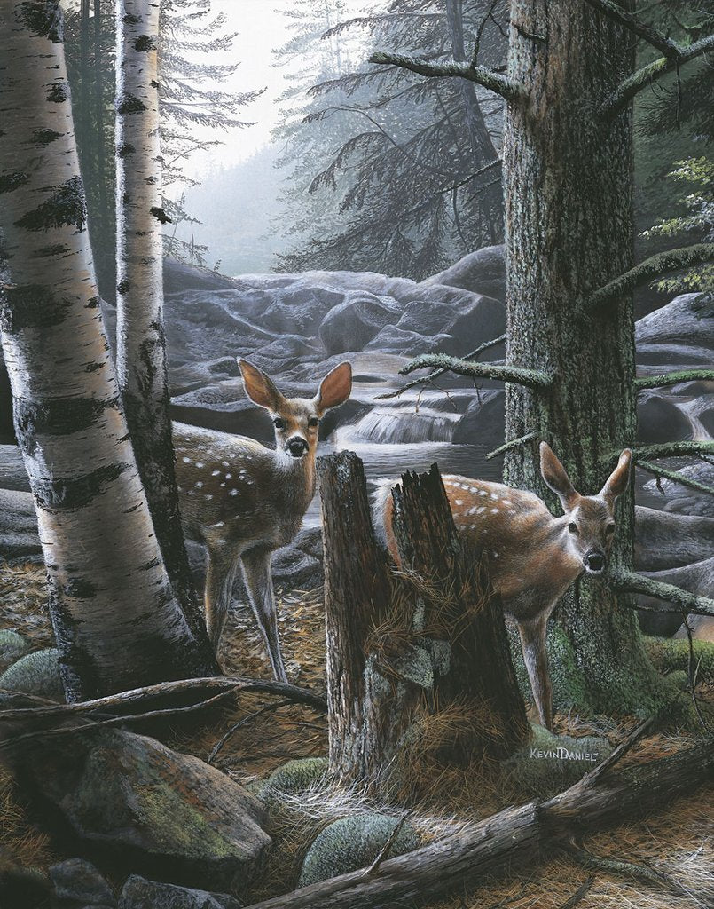 White Tail Fawns Poster